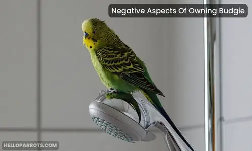 Negative Aspects Of Owning Budgie