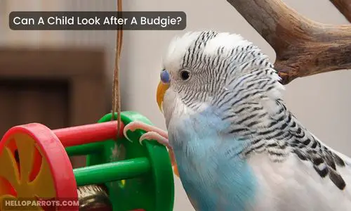 Can A Child Look After A Budgie