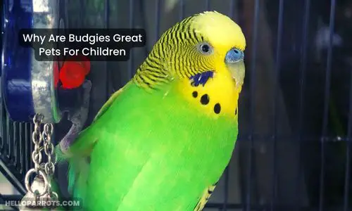 Why Are Budgies Great Pets For Children