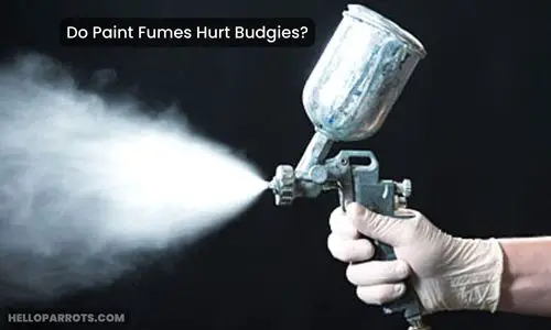 Do Paint Fumes Hurt Budgies