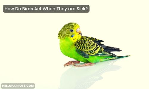 How Do Birds Act When They are Sick