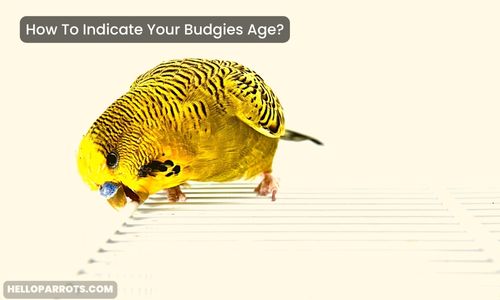 How To Indicate Your Budgies Age