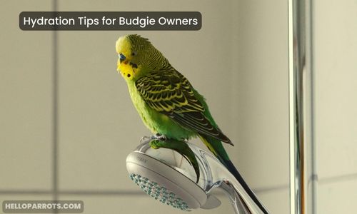 Hydration Tips for Budgie Owners