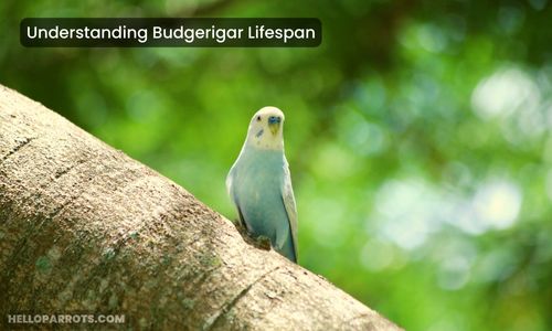 Understanding Budgerigar Lifespan