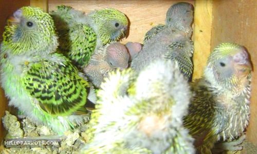 What Age Do Baby Budgies Come Out of the Nest