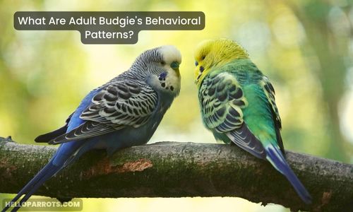 What Are Adult Budgie's Behavioral Patterns