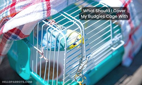 What Should I Cover My Budgies Cage With