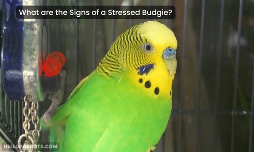 What are the Signs of a Stressed Budgie