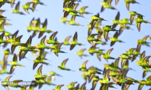 When Do Baby Budgies Start Flying