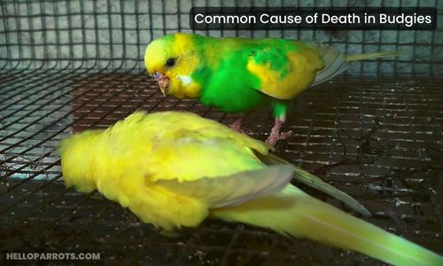 Common Cause of Death in Budgies