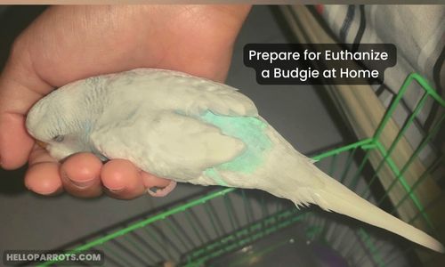 Prepare for Euthanize a Budgie at Home