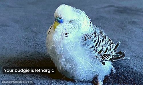 Your budgie is lethargic