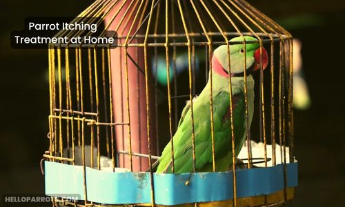 Parrot Itching Treatment at Home