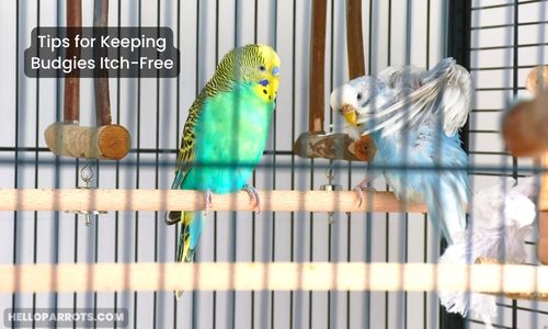 Tips for Keeping Budgies Itch-Free