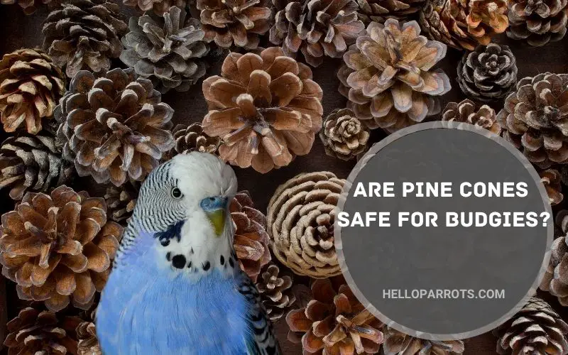 Are Pine Cones Safe for Budgies