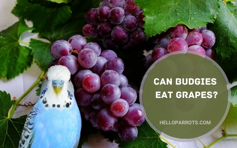 Can Budgies Eat Grapes