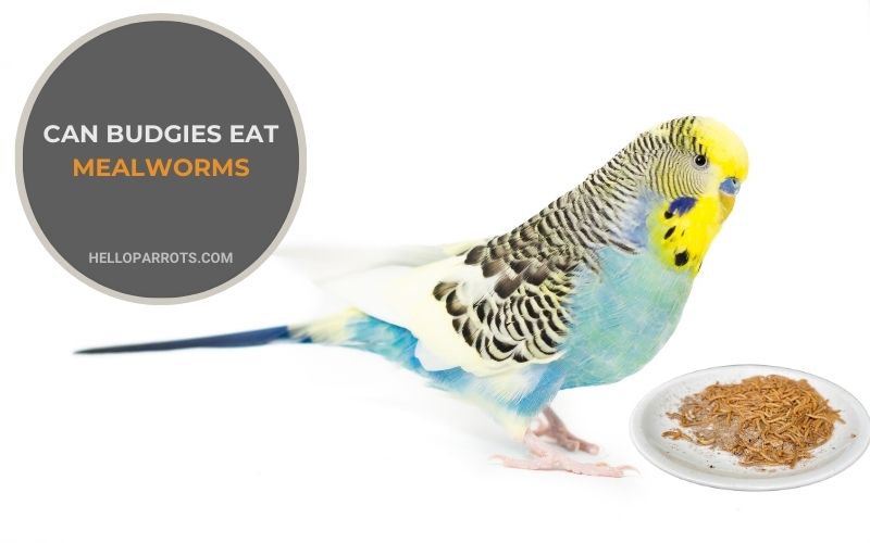 Can Budgies Eat Mealworms