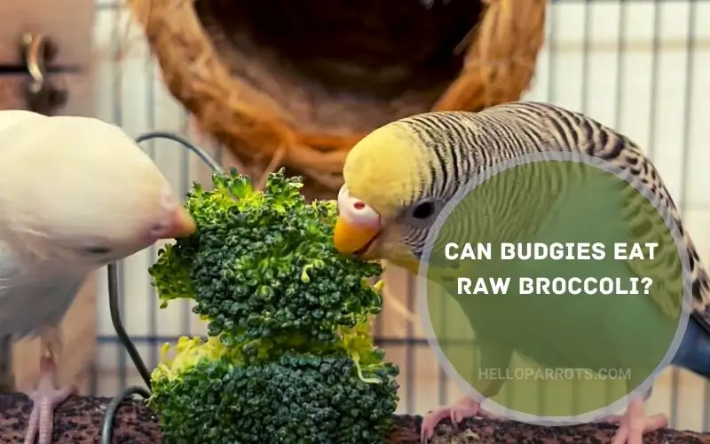 Can Budgies Eat Raw Broccoli