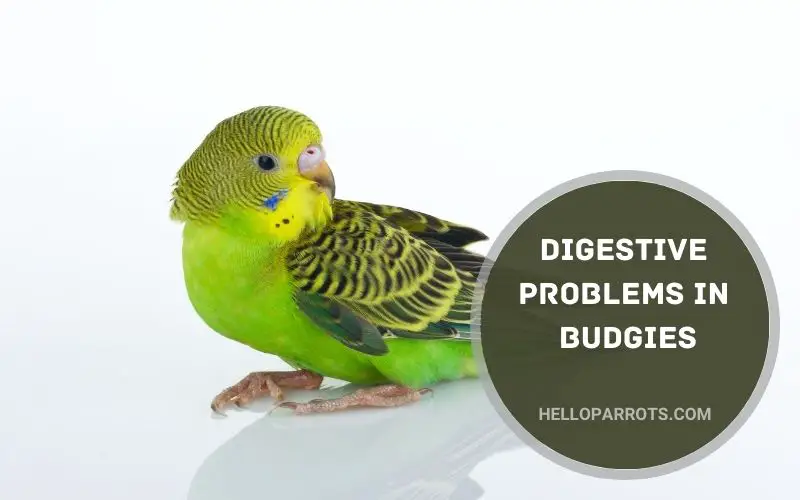 Digestive Problems in Budgies