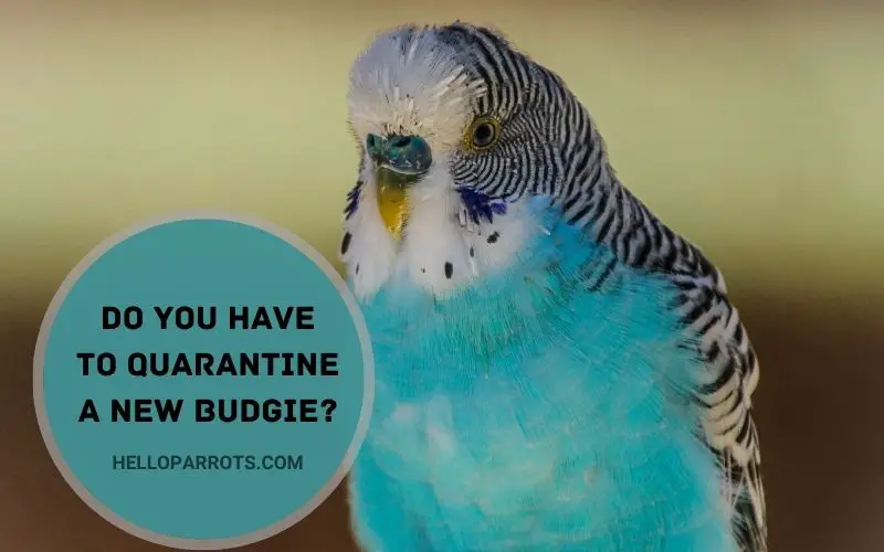 Do You Have to Quarantine a New Budgie