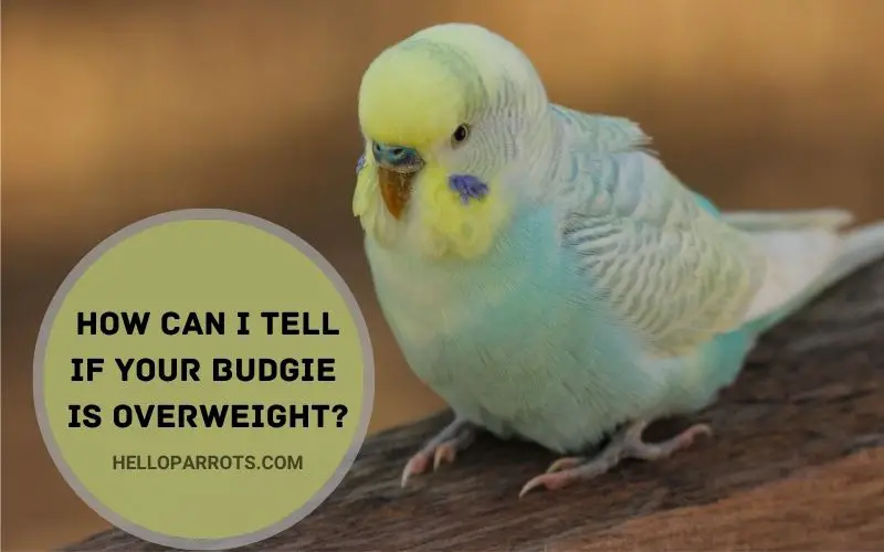 How Can You Tell If Your Budgie is Overweight