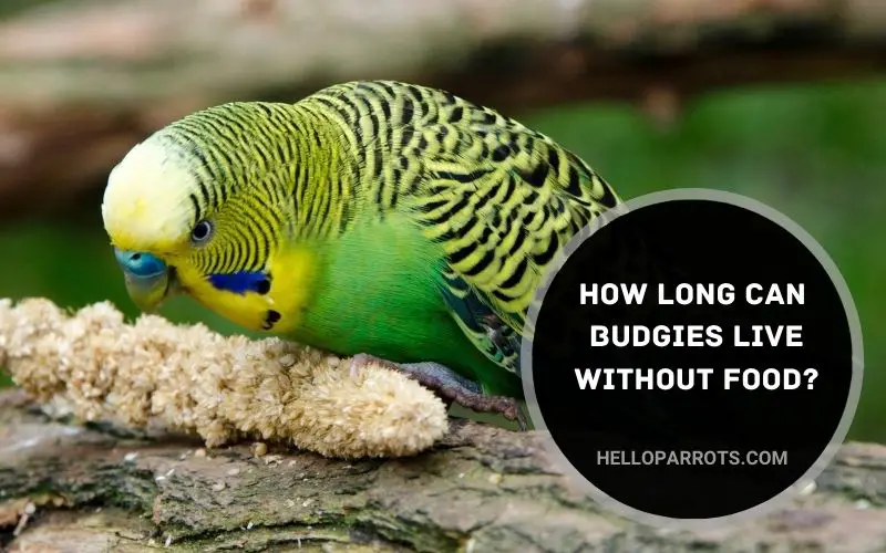 How Long Can Budgies Live Without Food