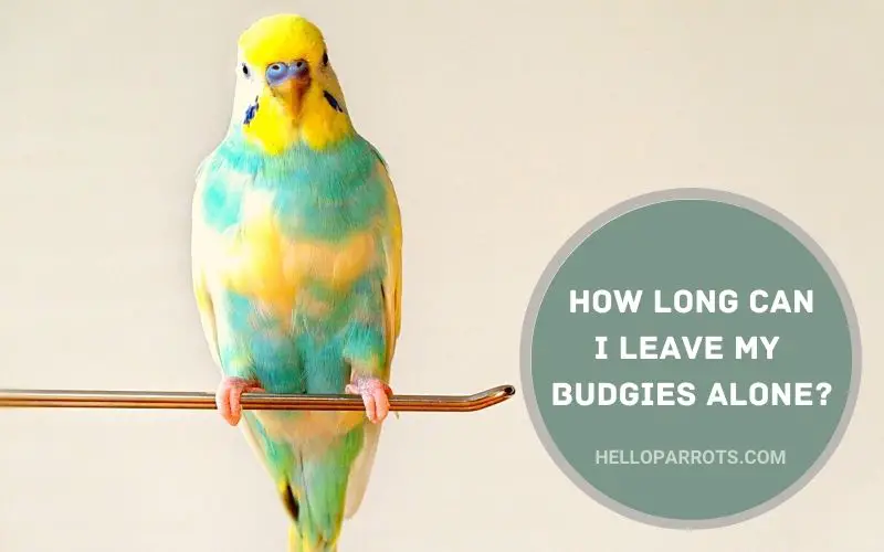 How Long Can I Leave My Budgies Alone