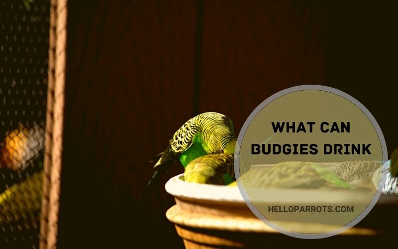 What Can Budgies Drink