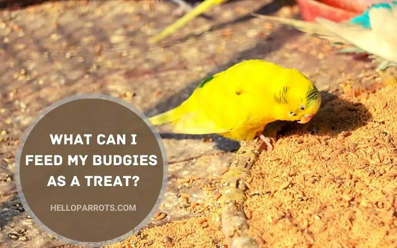 What Can I Feed My Budgies As a Treat