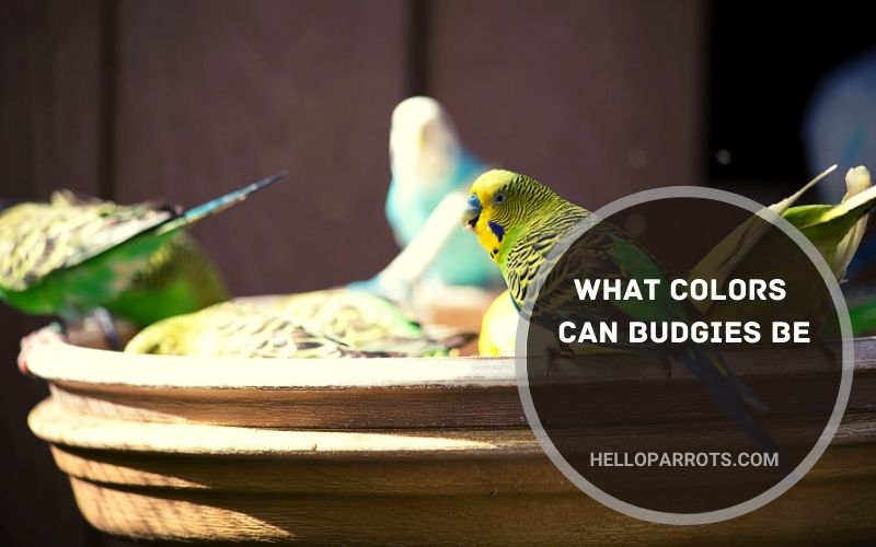 What Colors Can Budgies Be