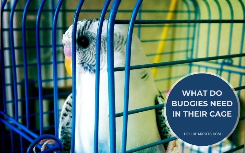 What Do Budgies Need in Their Cage