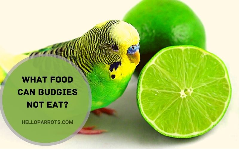 What Foods Budgies Can Not Eat