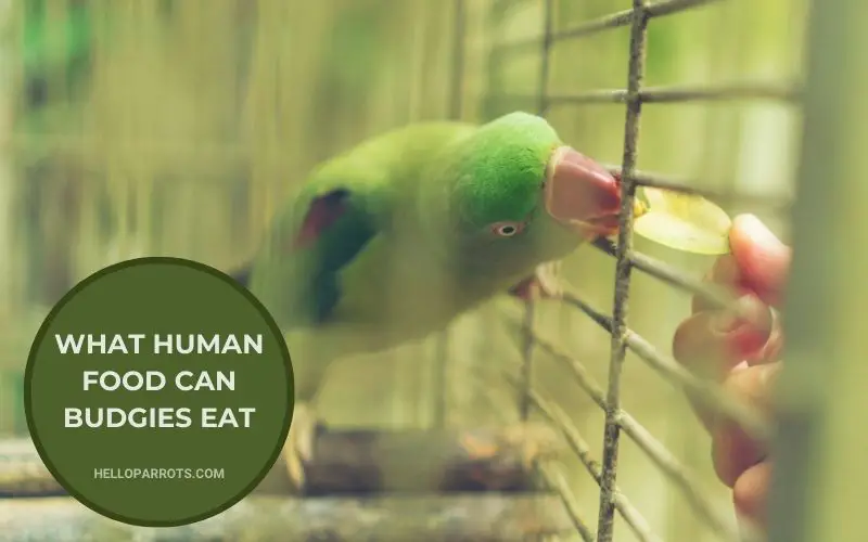 What Human Food Can Budgies Eat