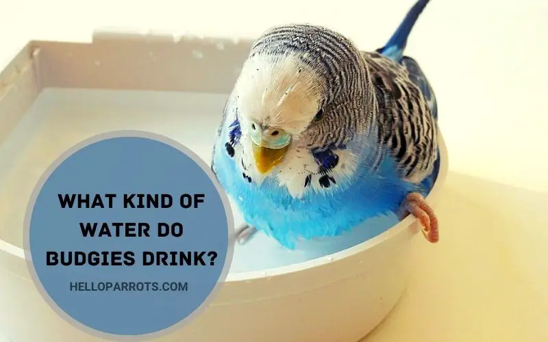What Kind of Water Do Budgies Drink