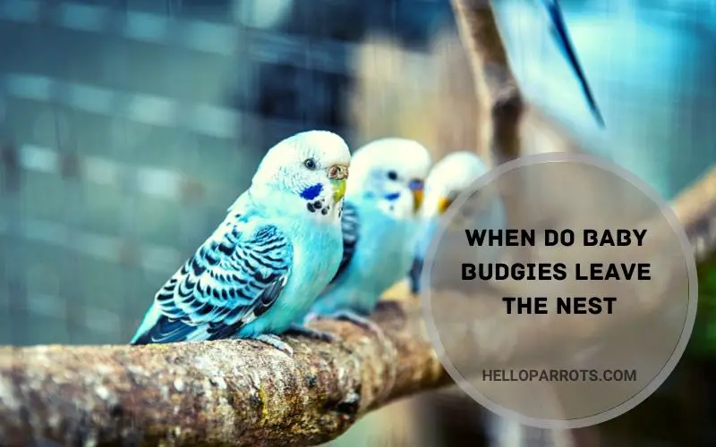 When Do Baby Budgies Leave the Nest