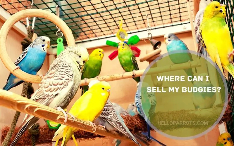 Where Can I Sell My Budgies