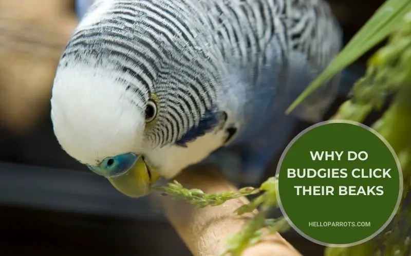 Why Do Budgies Click Their Beaks