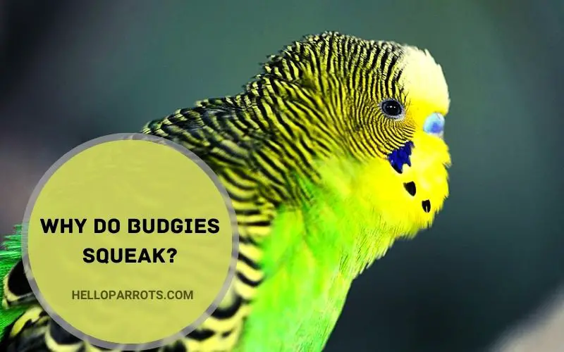 Why Do Budgies Squeak