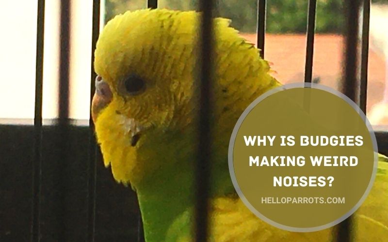Why are Budgies Making Weird Noises