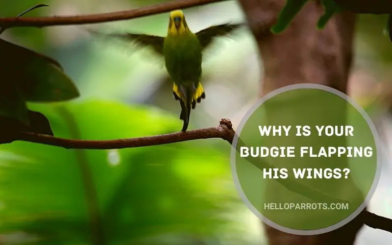 Why is Your Budgie Flapping His Wings