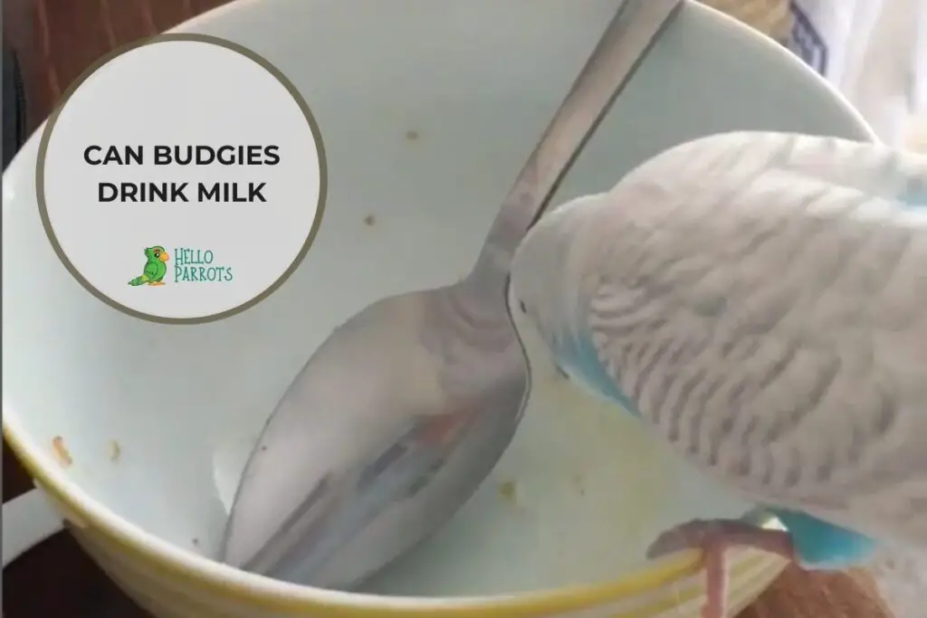 Can Budgies Drink Milk