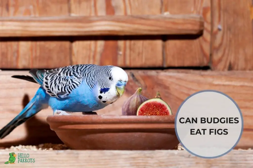 Can Budgies Eat Figs