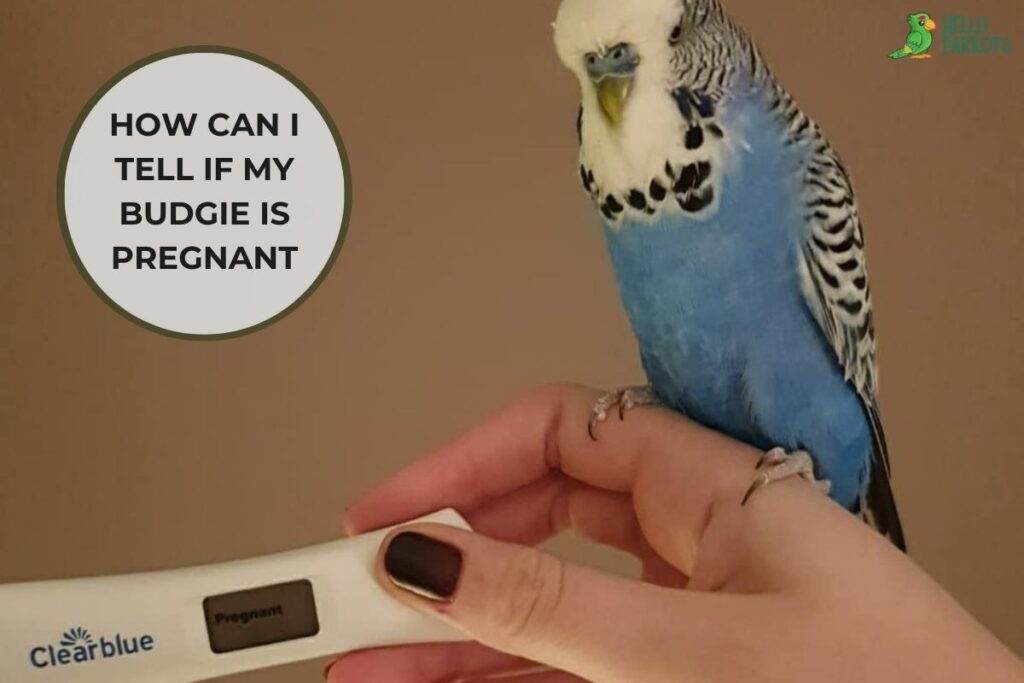How Can I Tell If My Budgie Is Pregnant