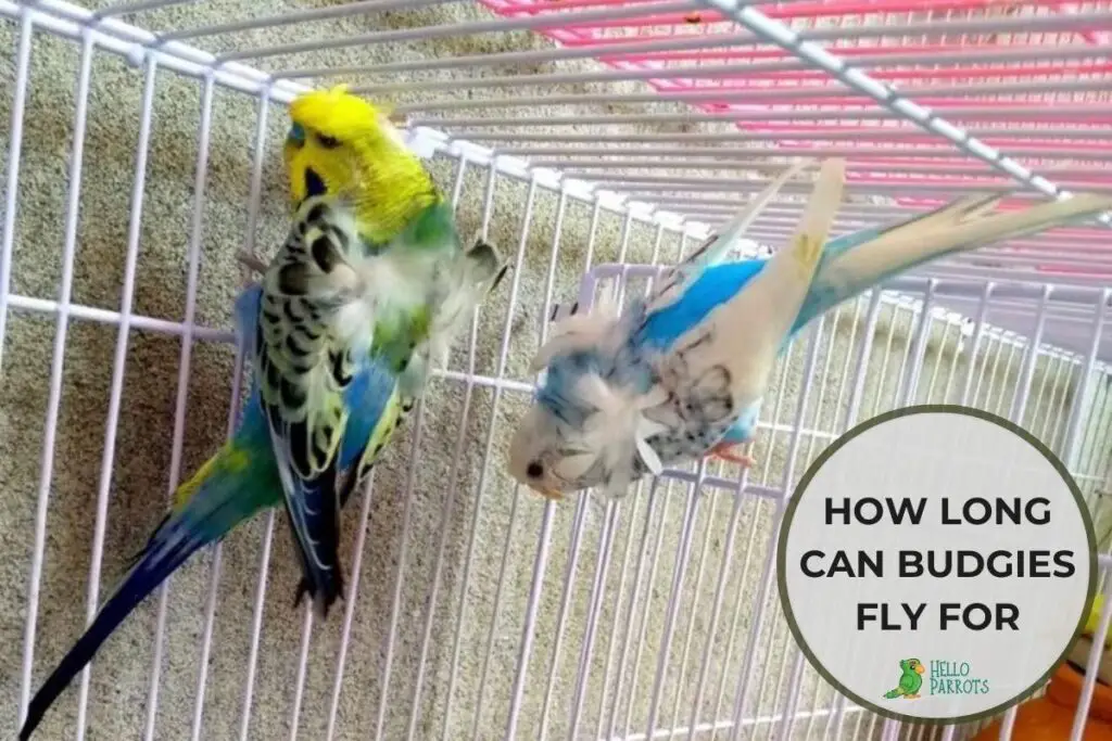 How Long Can Budgies Fly for