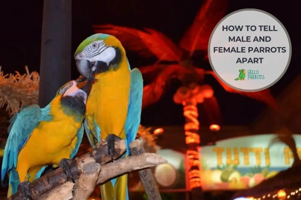 How to Tell Male and Female Parrots Apart