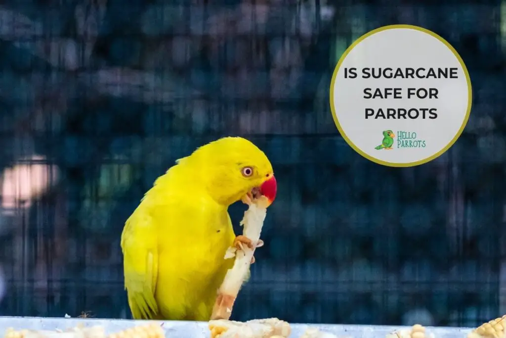 Is Sugarcane Safe For Parrots