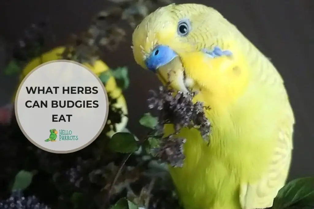 What Herbs Can Budgies Eat