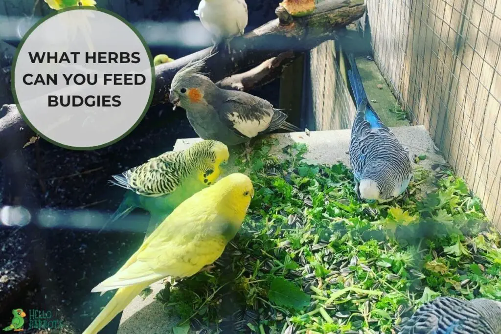 What Herbs Can You Feed Budgies