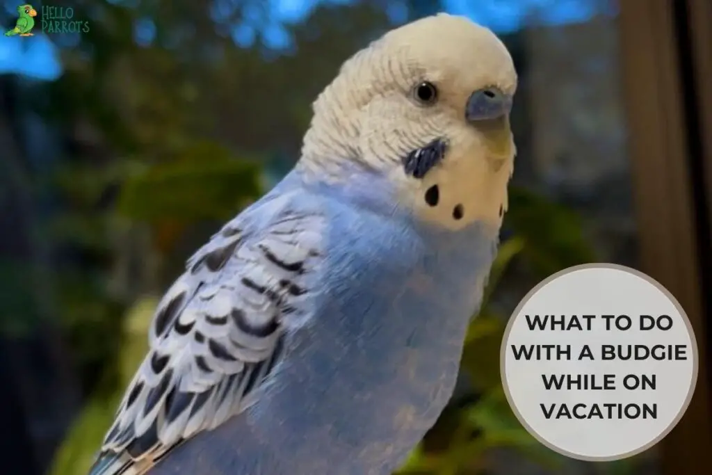 What to Do With a Budgie While on Vacation
