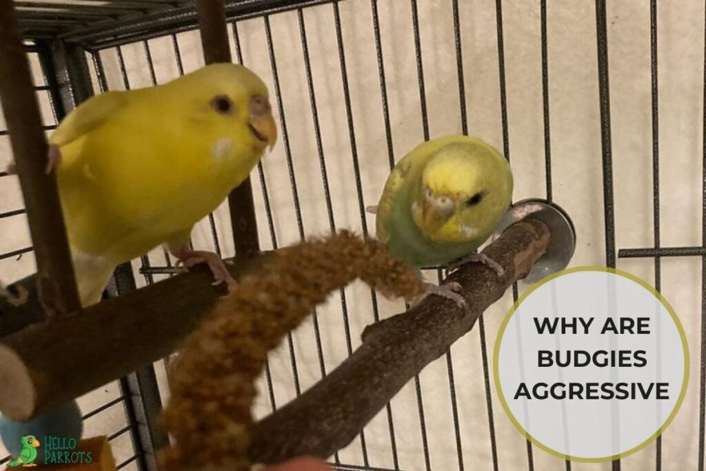 Why Are Budgies Aggressive